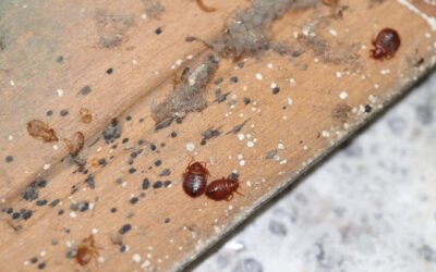 The Benefits of Partnering with Professional Bed Bug Exterminators