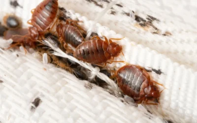 Understanding the Bed Bug Life Cycle: Key Stages and Control Strategies